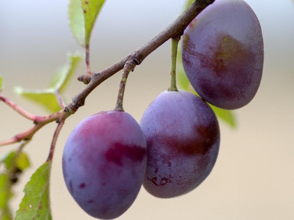 Rama planta uva fruta