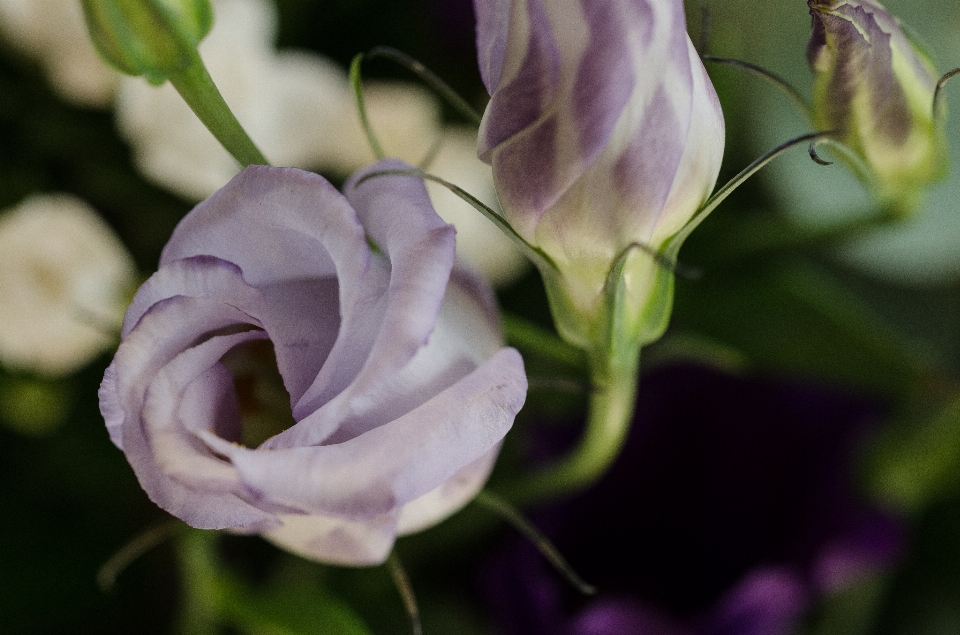 Natura fiore pianta viola