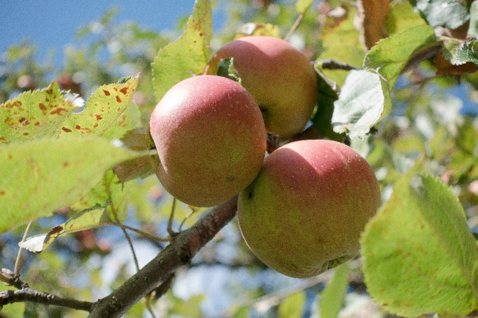 Apple árbol rama florecer