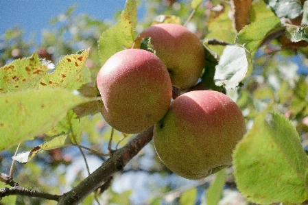 Apple 树 分支 开花 照片