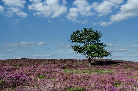 Landscape sea coast tree Photo