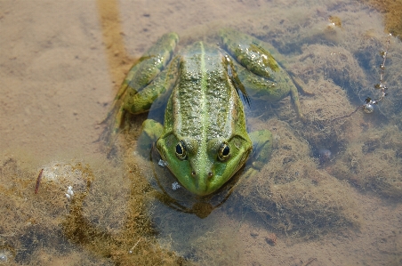 Water nature animal wildlife Photo