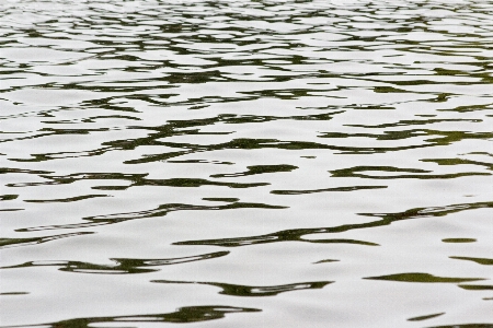 水 草 沼地
 液体 写真