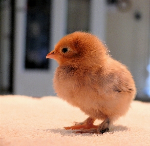 Foto Burung musim semi paruh ayam