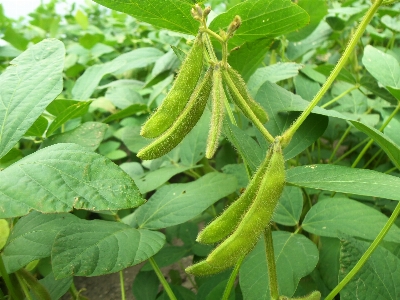 Landscape nature plant grain Photo