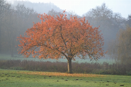 Landscape tree nature forest Photo