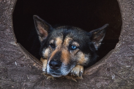 Foto Tubo cucciolo cane animale