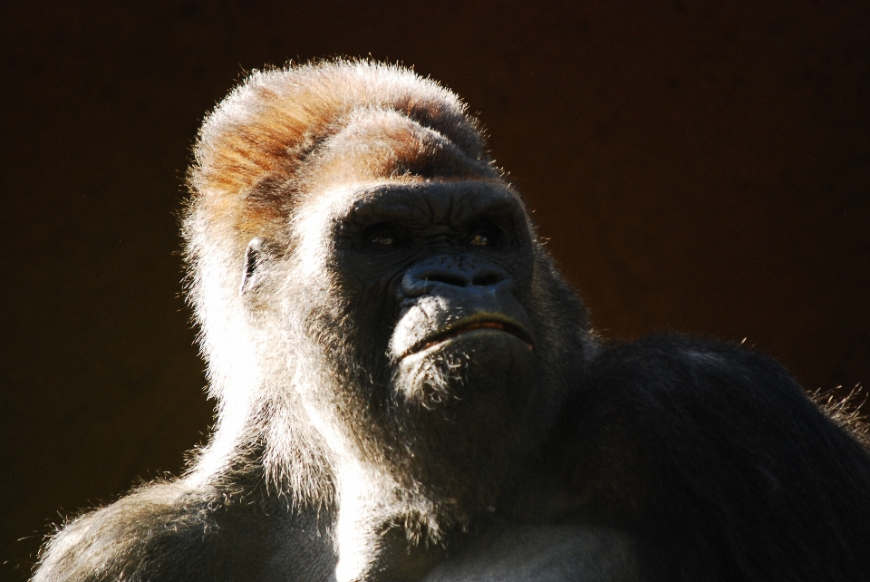 自然 動物 男 野生動物