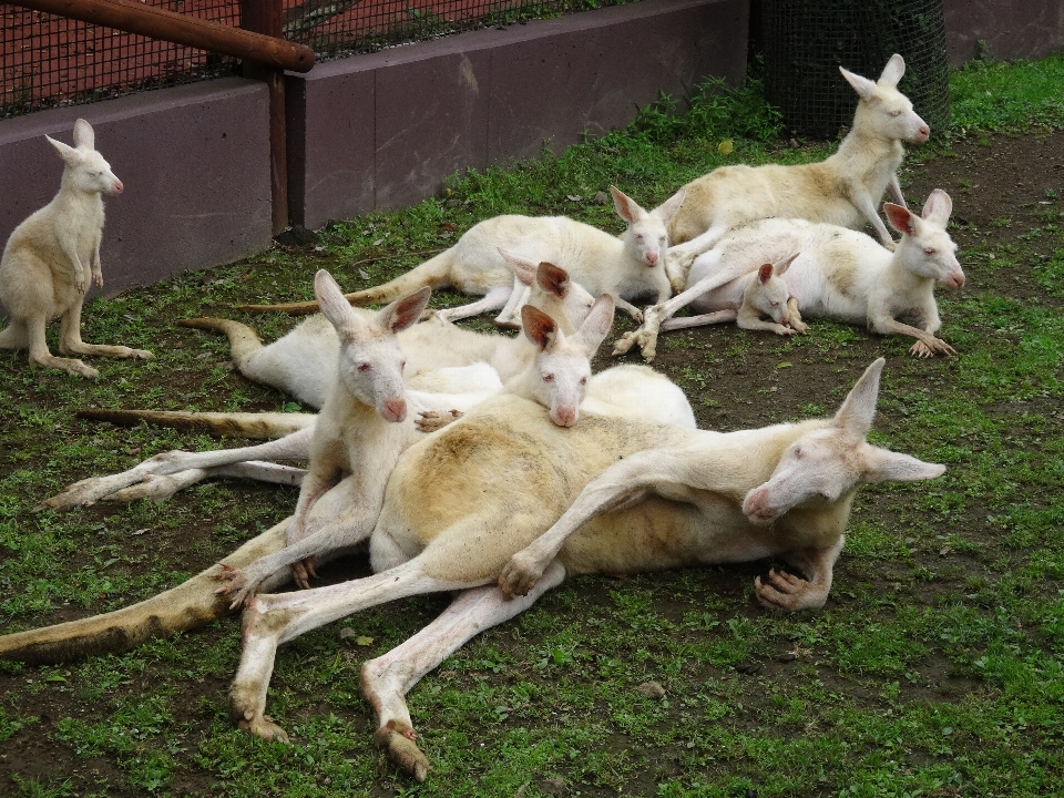 白 動物 ヤギ 動物園