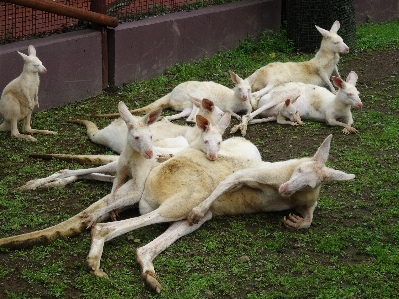 White animal goat zoo Photo