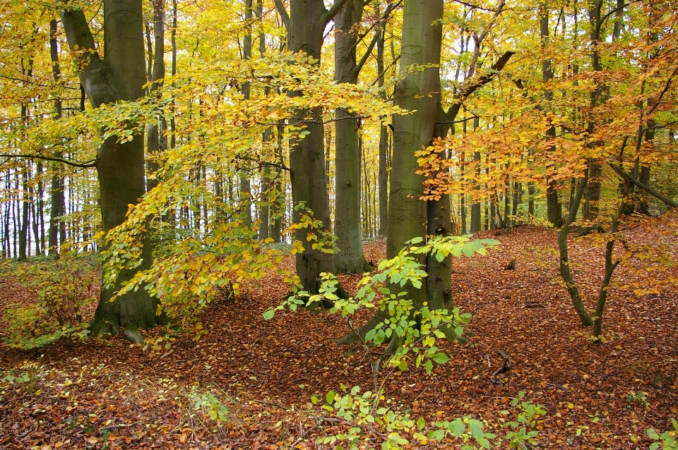 Drzewo natura las zakład