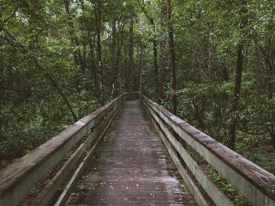 Tree nature forest path Photo