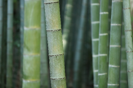 Tree nature forest grass Photo