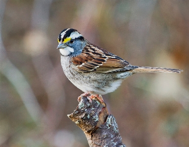 Foto Pohon alam cabang burung