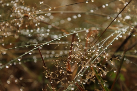 Tree water nature grass Photo