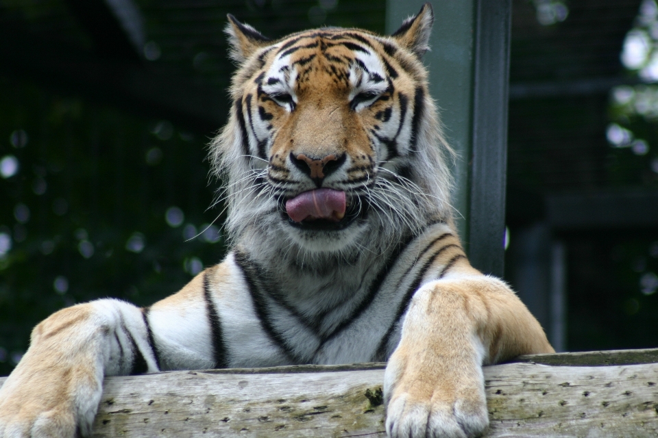 Animali selvatici zoo mammifero fauna