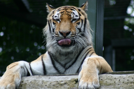 Foto Margasatwa kebun binatang mamalia fauna