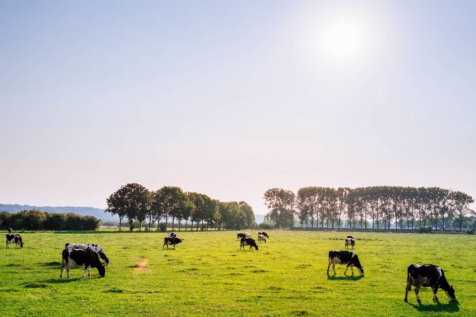 Landschaft gras feld bauernhof