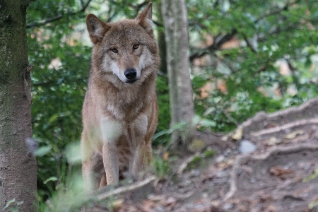 Foto Animais selvagens mamífero lobo coiote