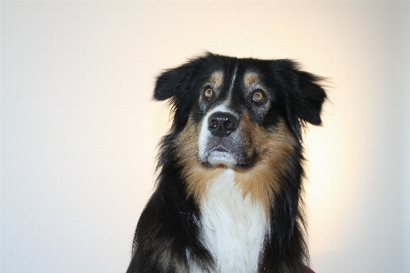 Foto Cachorro animal bicho de estimação mamífero