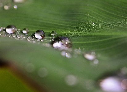 Water nature grass drop Photo