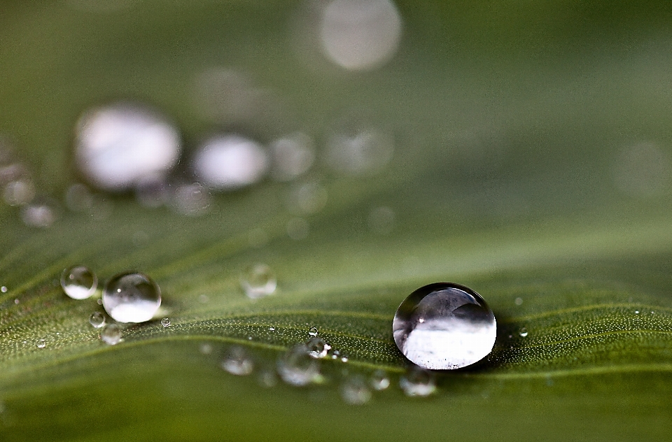 Acqua natura erba ramo