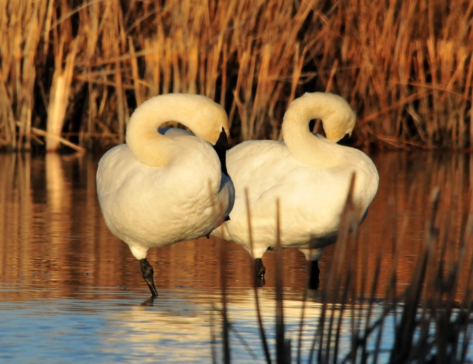 Water nature bird wildlife