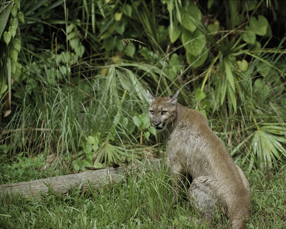 Nature herbe faune sauvage