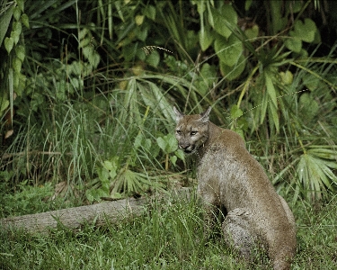 Foto Natura erba animali selvatici selvaggio