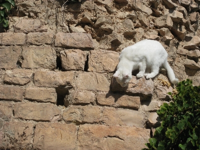 Cute wall wildlife goat Photo