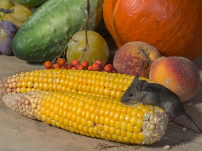 Anlage frucht maus wild Foto