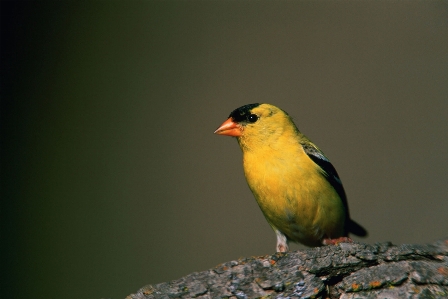 Tree nature branch bird Photo