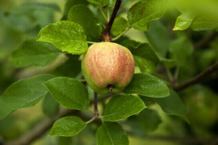 Photo Apple arbre bifurquer usine