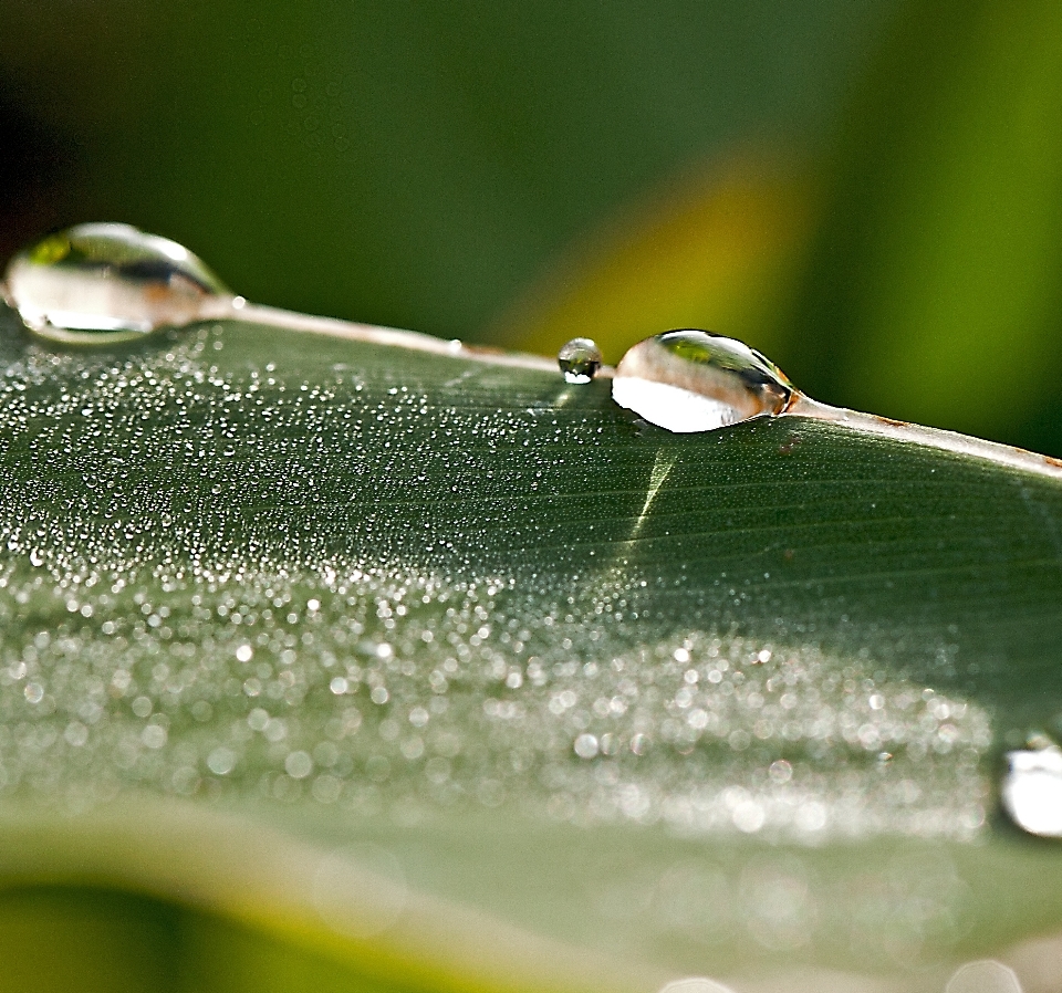 Water nature grass drop