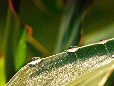 Nature grass plant photography Photo