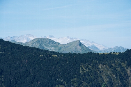 Zdjęcie Krajobraz drzewo natura las