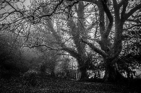 Photo Arbre nature forêt bifurquer