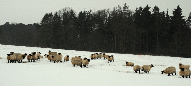 Foto Nevicare freddo inverno bianco