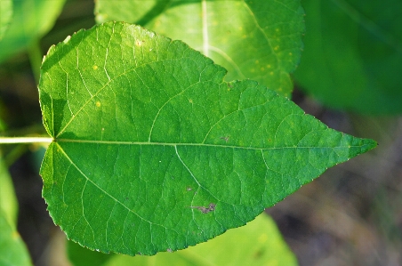 Foto árbol naturaleza planta hoja