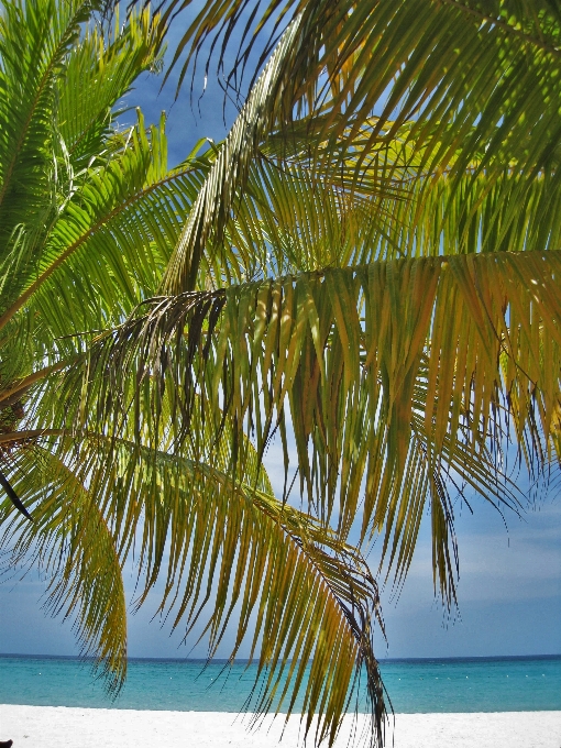 Pantai laut pohon alam