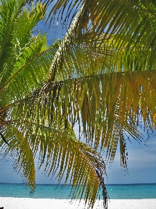 Beach sea tree nature Photo