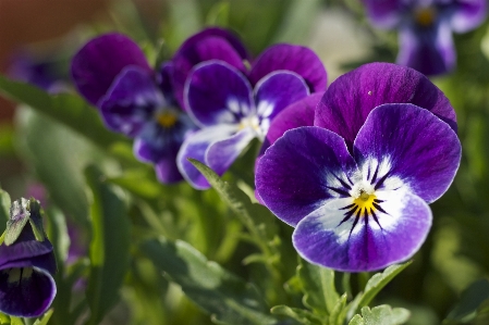 Nature plant flower purple Photo