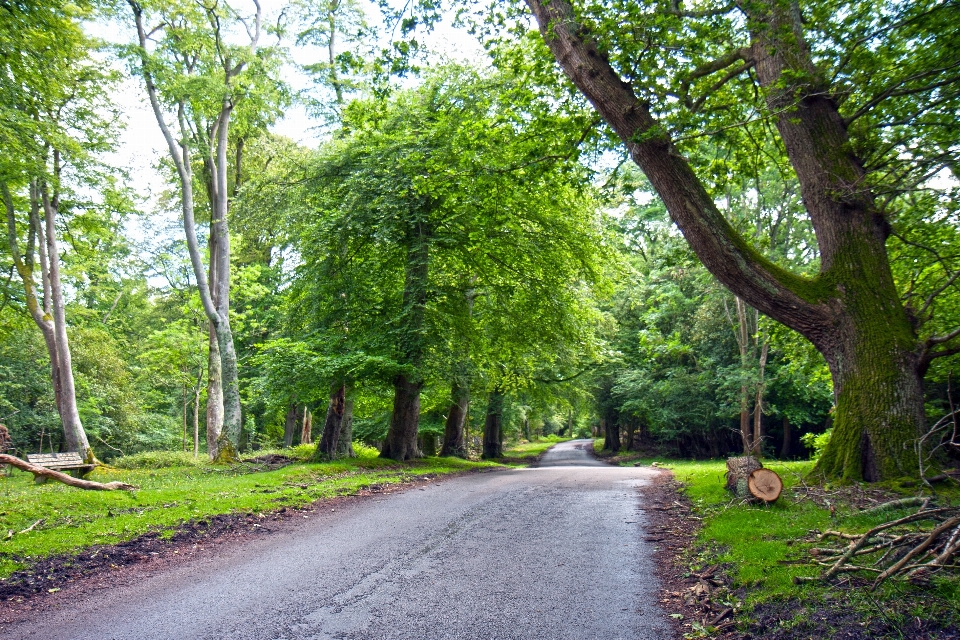 Albero natura foresta erba