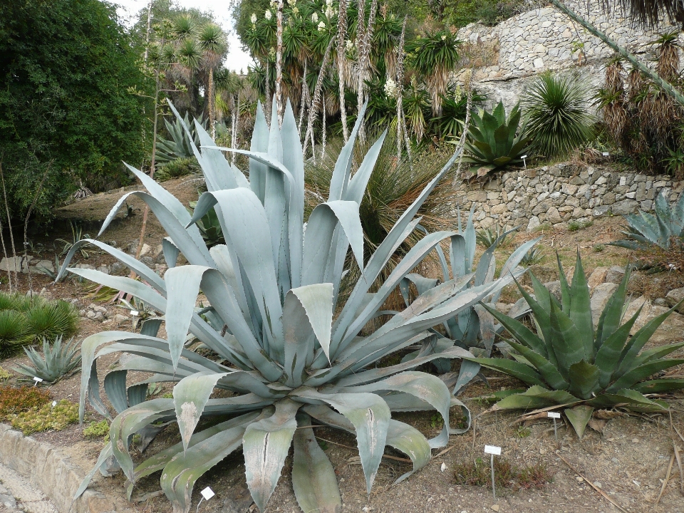 植物 花 フランス イタリア