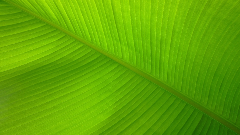 Nature herbe usine lumière du soleil