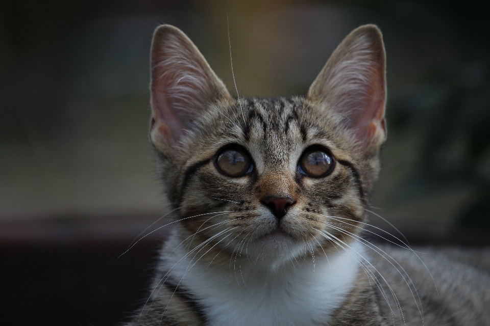 Chaton chat mammifère fauna