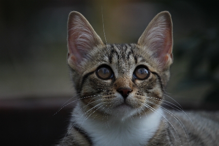 Foto Anak kucing mamalia fauna