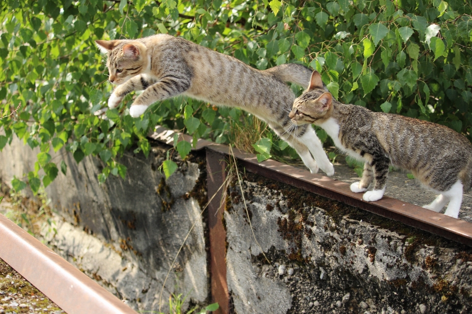 Saltar fauna silvestre gatito gato