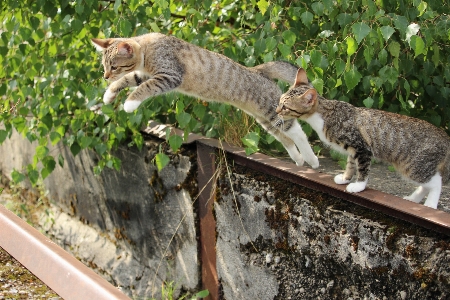 Jump wildlife kitten cat Photo