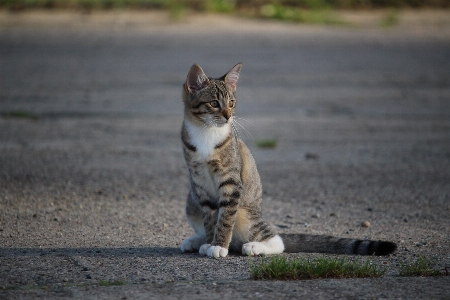 Photo Nature faune chaton chat